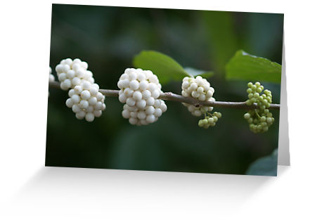berries ripening from green to white