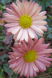 old chrysanthemum