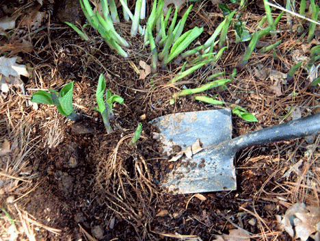 dividing hostas in early spring