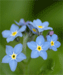 forget me not