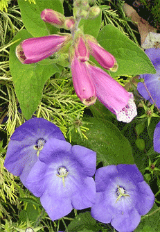 foxglove with campanula